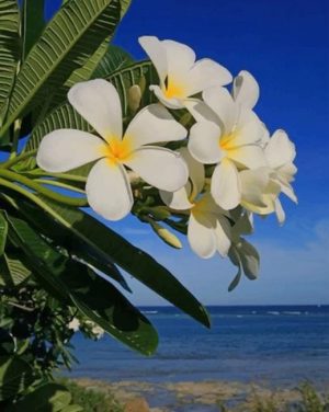 Plumeria Flowers Paint By Numbers