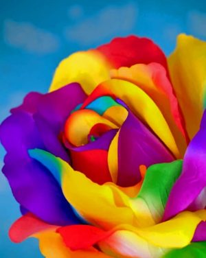 Colorful Flower Paint By Numbers