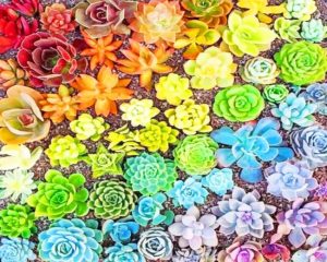Colorful Succulents Paint By Numbers