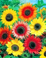Red And Yellow Sunflowers Paint By Numbers