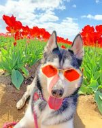 Cool Stylish Husky Paint By Numbers