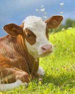 White And Brown Cow Paint By Numbers