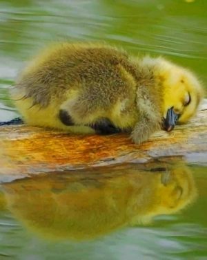 Sleepy Duckling Paint By Numbers