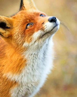 Wild Red Fox Paint By Numbers