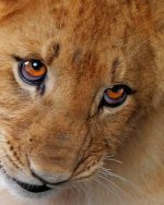 Cute Lion Cub Paint By Numbers