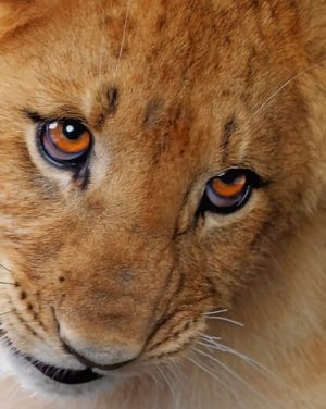 Cute Lion Cub Paint By Numbers