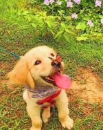 Butterfly On Puppy Paint By Numbers