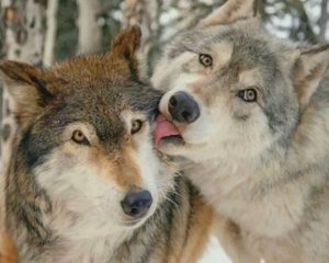 Cute Wolves Paint By Numbers