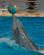 Dolphin Playing Ball Paint By Numbers
