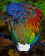 Nicobar Pigeon Paint By Numbers