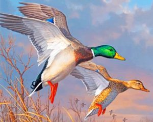 Mallard Duck Paint By Numbers