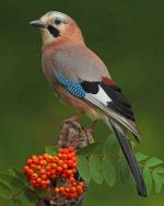 Eurasian Jay Bird Paint By Numbers