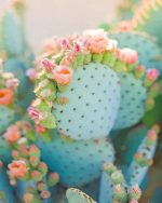 Flowers Cactus Paint By Numbers