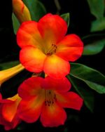 Hawaiian Flowers Paint By Numbers