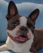 Boston Terrier Paint By Numbers