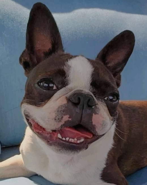 Boston Terrier Paint By Numbers