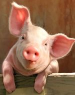 Pig Animal Paint By Numbers