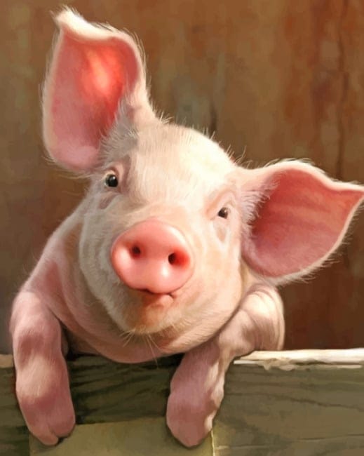 Pig Animal Paint By Numbers