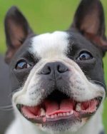 Boston Terrier Puppy Paint By Numbers