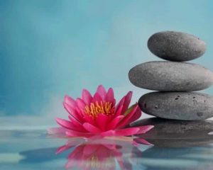 Pink Lotus Paint By Numbers