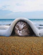 Kitty Under The Beach Paint By Numbers