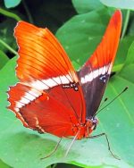 Brown Siproeta Butterfly Paint By Numbers