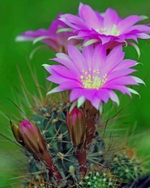 Lobivia Acchaensis Paint By Numbers