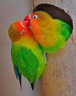 Fischer Lovebirds Paint By Numbers