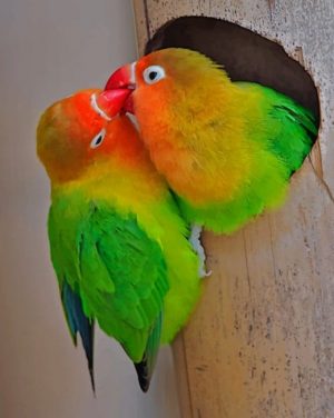 Fischer Lovebirds Paint By Numbers