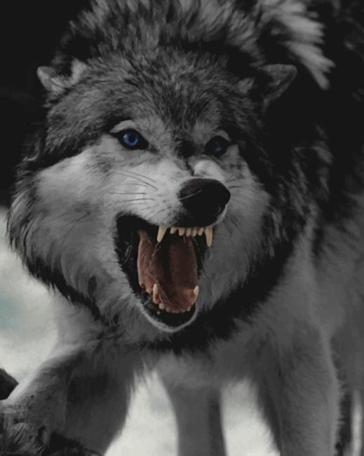 Angry Wolf Paint By Numbers