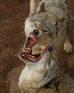 Mad Wolves Paint By Numbers