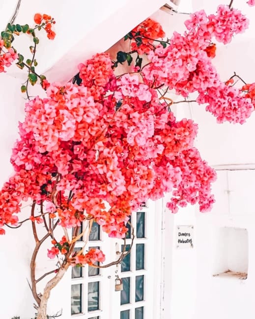 Mykonos Flowers Paint By Numbers