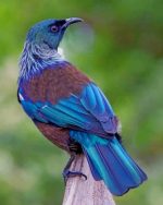 Tui Bird Paint By Numbers