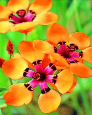 Orange Flowers paint by numbers
