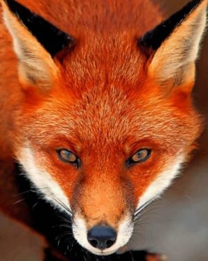 Red Fox Paint By Numbers