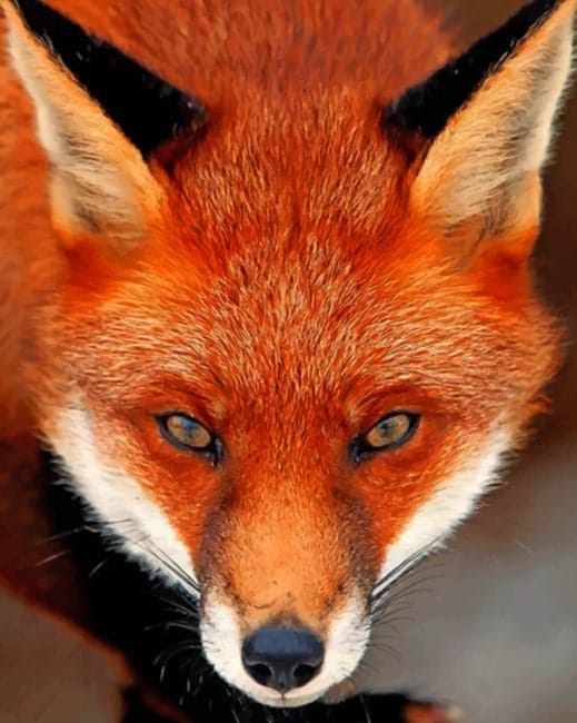 Red Fox Paint By Numbers
