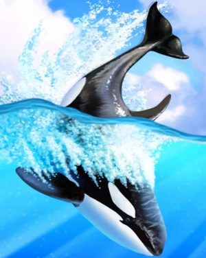 Orca Whale paint by numbers