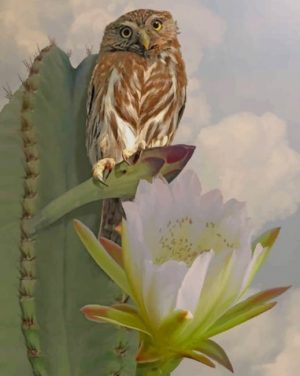 Owl On Cactus Paint By Numbers