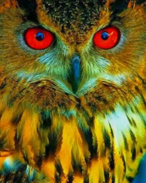 Owl With Red Eyes Paint By Numbers