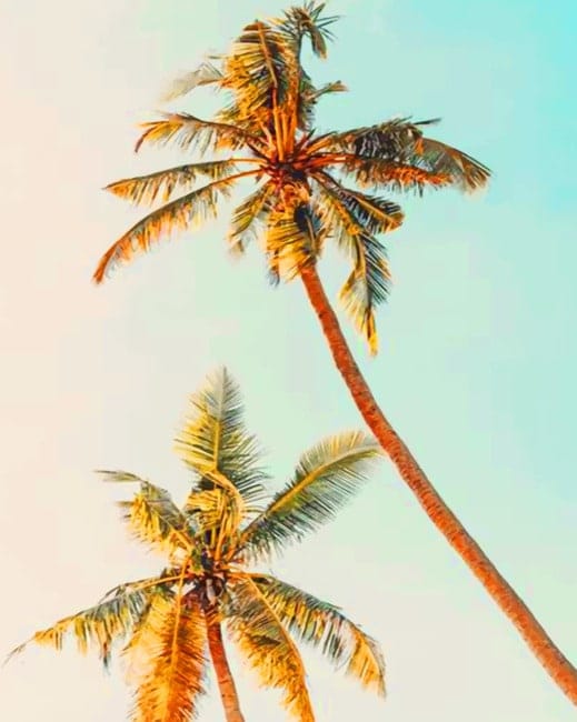 Palm Trees Paint By Numbers
