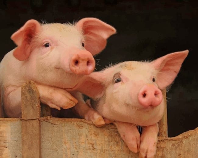 Pigs In Farm Paint By Numbers