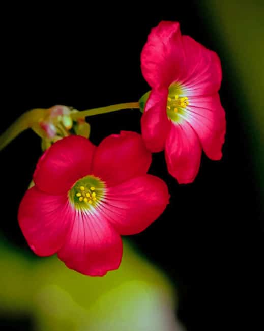 Oxalis Iron Cross Paint By Numbers