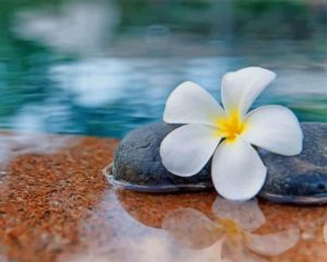 Plumeria On Rocks Paint By Numbers