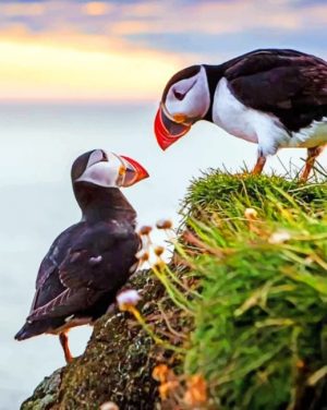 Puffin Birds Paint By Numbers