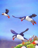 Flying Puffins Paint By Numbers