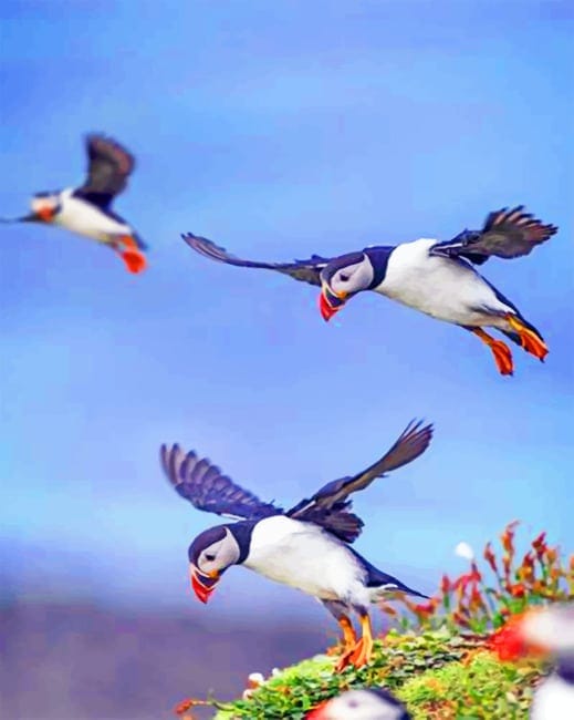 Flying Puffins Paint By Numbers