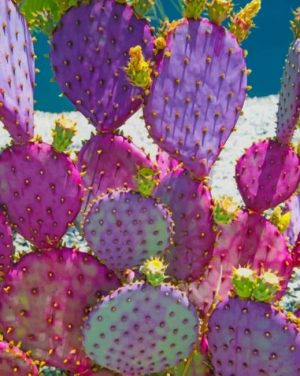 Purple Cactus Paint By Numbers