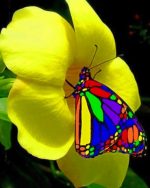Rainbow Butterfly Paint By Numbers