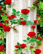 Red Roses Flowers Paint By Numbers