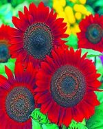 Blooming Red Sunflowers Paint By Numbers